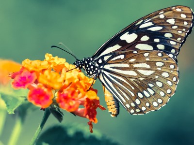 开云体育下载-战术完胜与孤胆英雄，日本全面压制下，努涅斯一剑封喉