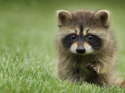 开云官网-东方流星撞翻雄狮阵！久保建英惊艳爆发，塞内加尔决胜局力克毕尔巴鄂