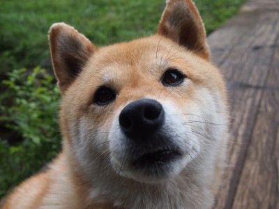 开云官网-佛罗伦萨的利刃出鞘！莱奥关键战不手软，欧联杯豪门大戏今夜掀幕