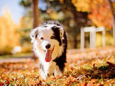 开云体育官方网站-太阳强压深圳队，克莱成为关键先生，一场跨越太平洋的篮球启示录