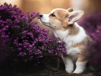 开云体育官方网站-凯尔特人对阵辽宁队，杜兰特的孤军奋战与团队荣耀