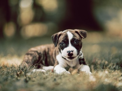 开云体育app-当绊倒者成为英雄，特奥的三次触球如何让国米防线沦陷