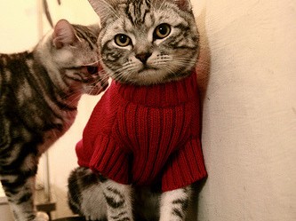 开云体育app-西决生死战焦点，北京队火力狂潮压制浙江队