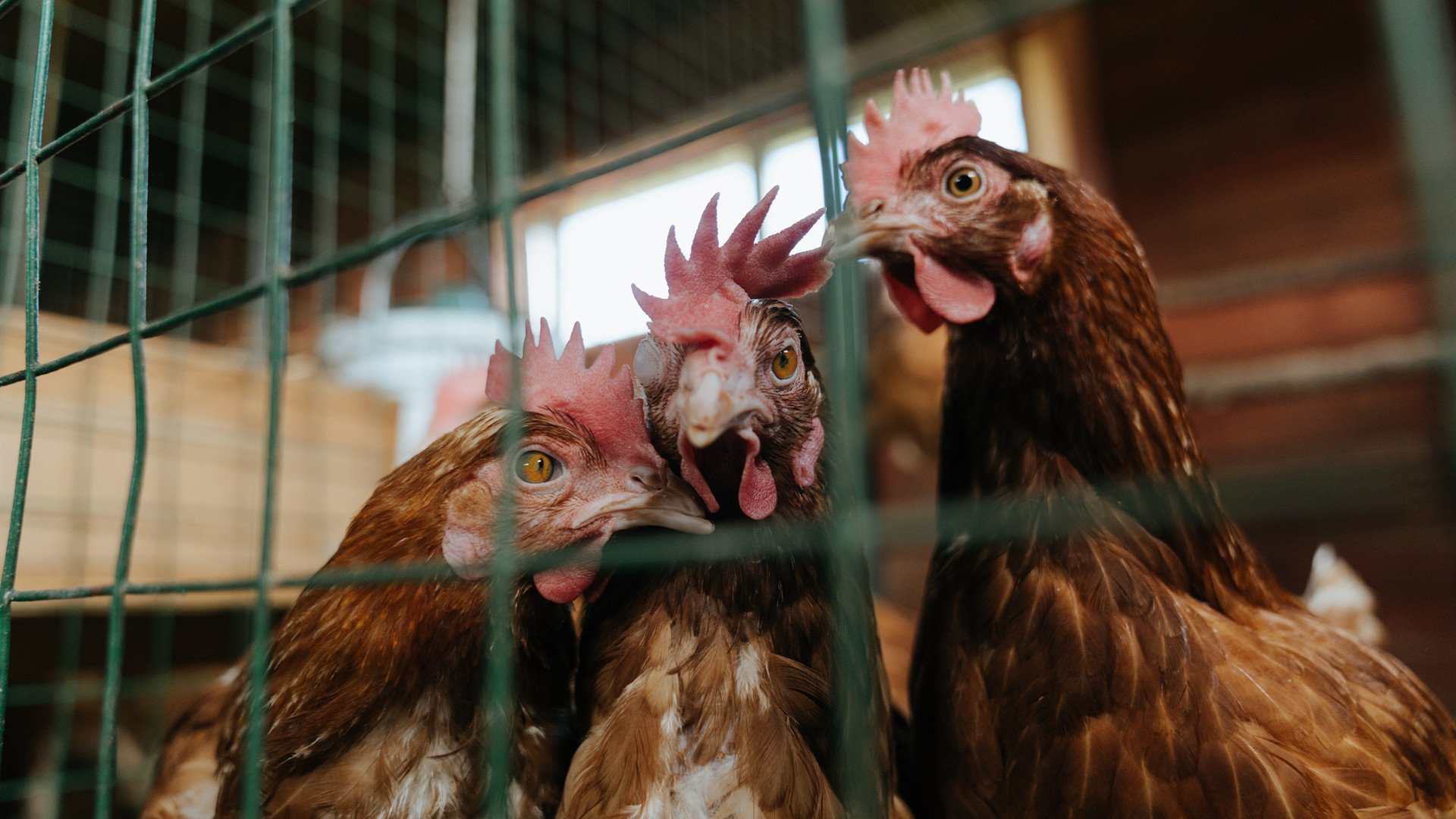 火箭升空！米切尔末节19分锁定胜局