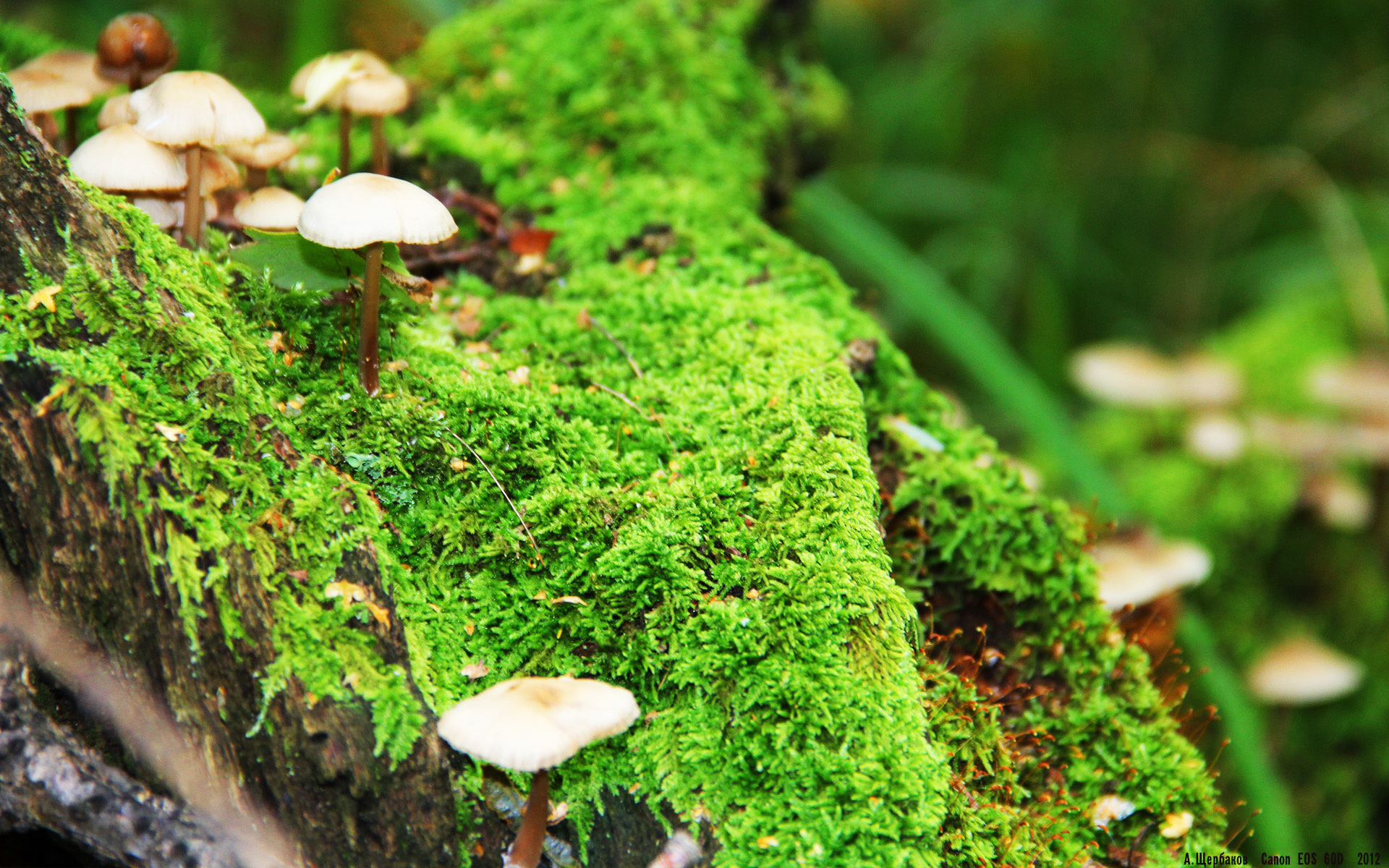 火箭加时逆转灰熊，保罗关键发挥定乾坤