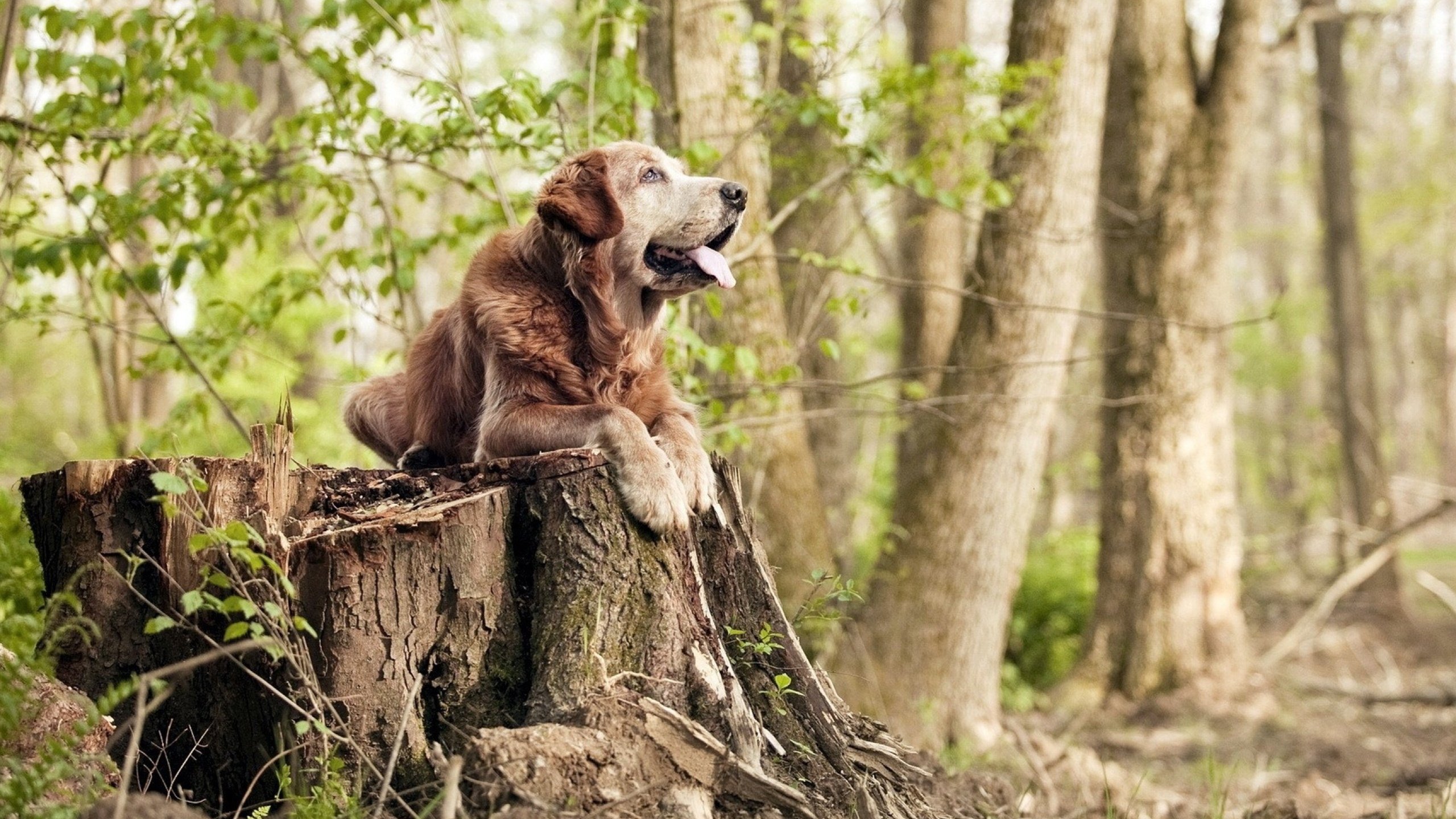 安哥拉单节总决赛级攻防震撼篮坛，这或许预示了篮球未来的模样