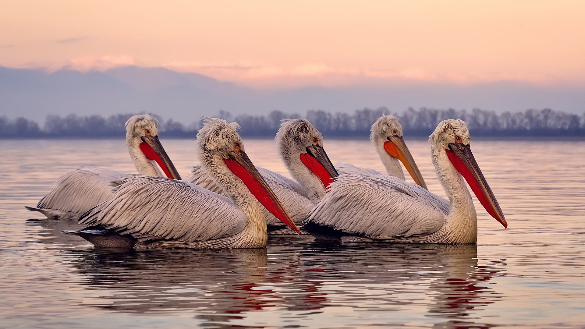 加时鏖战，迪亚斯一锤定音！塞内加尔力克乌克兰夺关键胜利