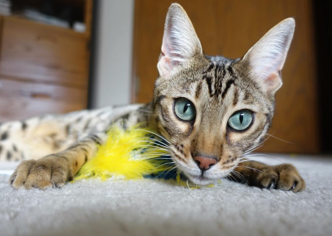 猛龙硬仗力克步行者，克莱嗜血利刃，全程高能谱写逆转狂歌