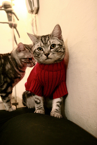 西决生死战焦点，北京队火力狂潮压制浙江队