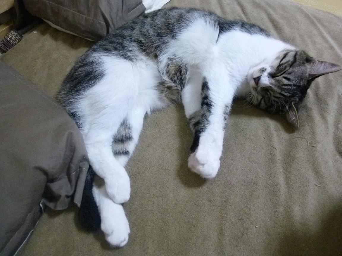 拉亚教科书式表现引领秘鲁狂胜英格兰