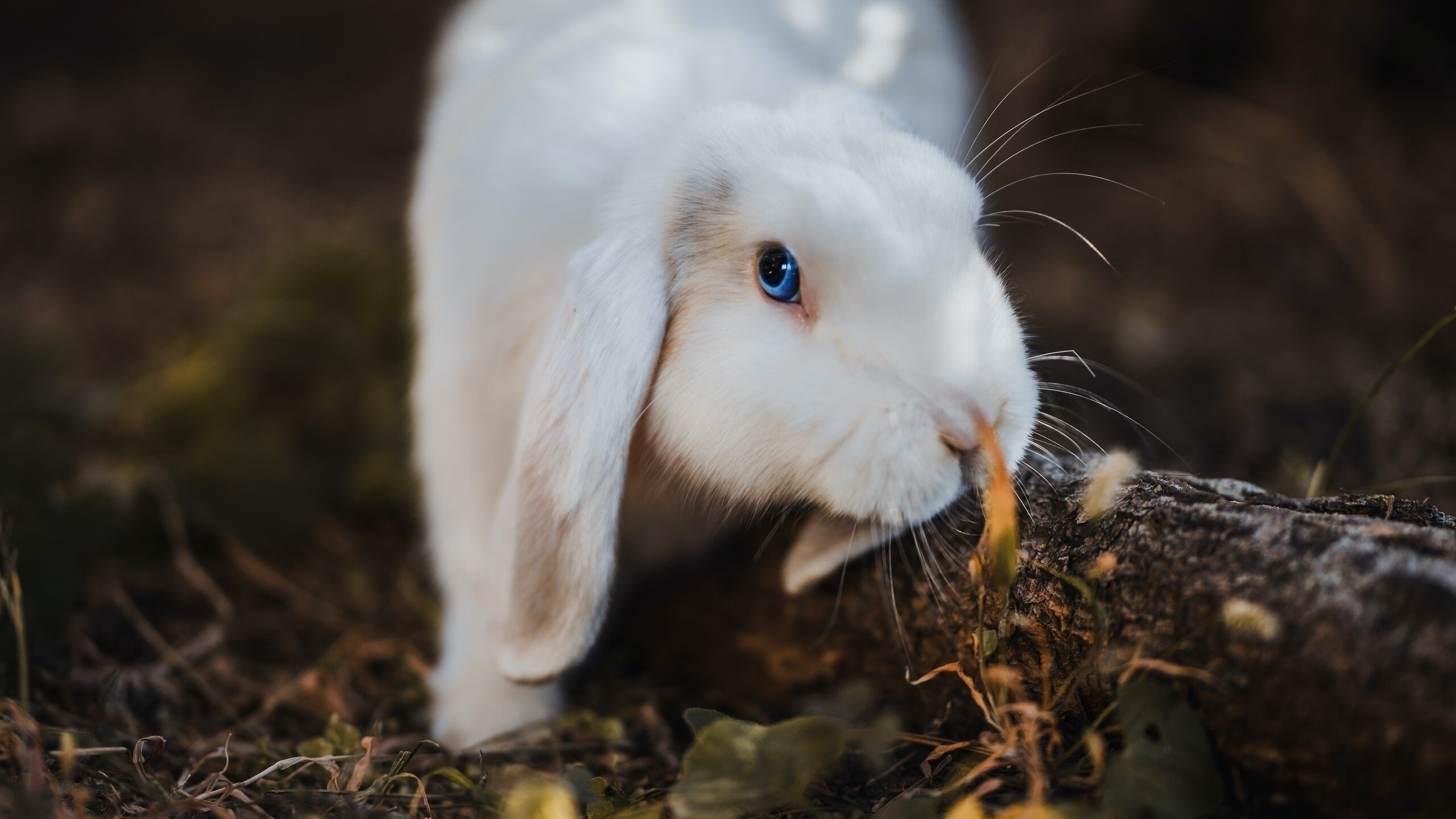 东决级别的对决，拉齐奥关键战击溃克罗地亚军团