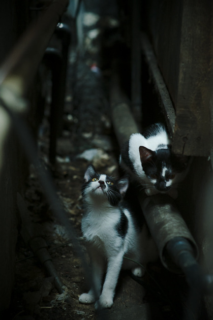 葡萄牙打穿哥伦比亚，伊萨克关键回合不手软，完成致命一击