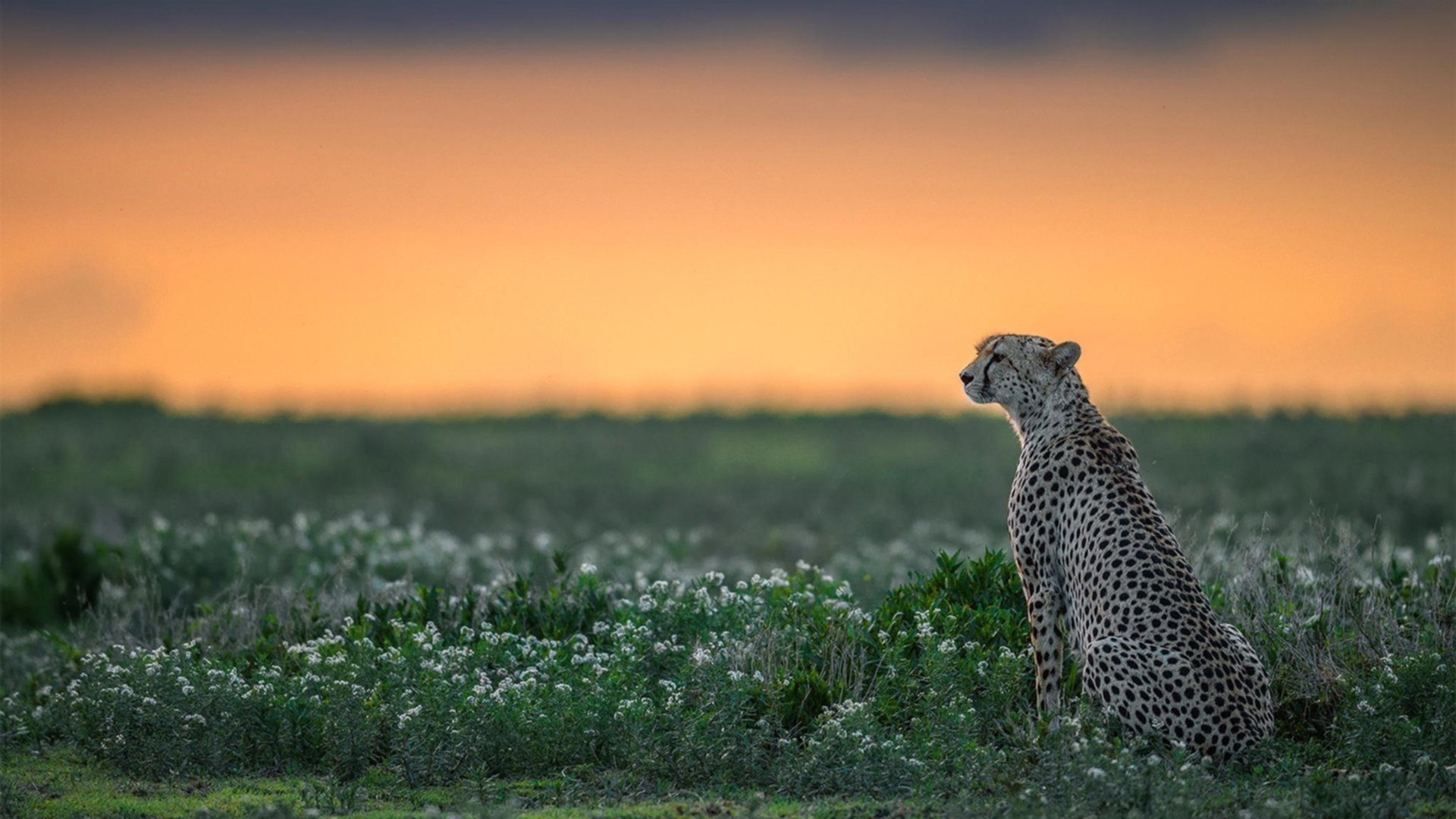体育跨界奇迹，秘鲁足球胜马德里竞技，阿劳霍NBA季后赛主宰赛场
