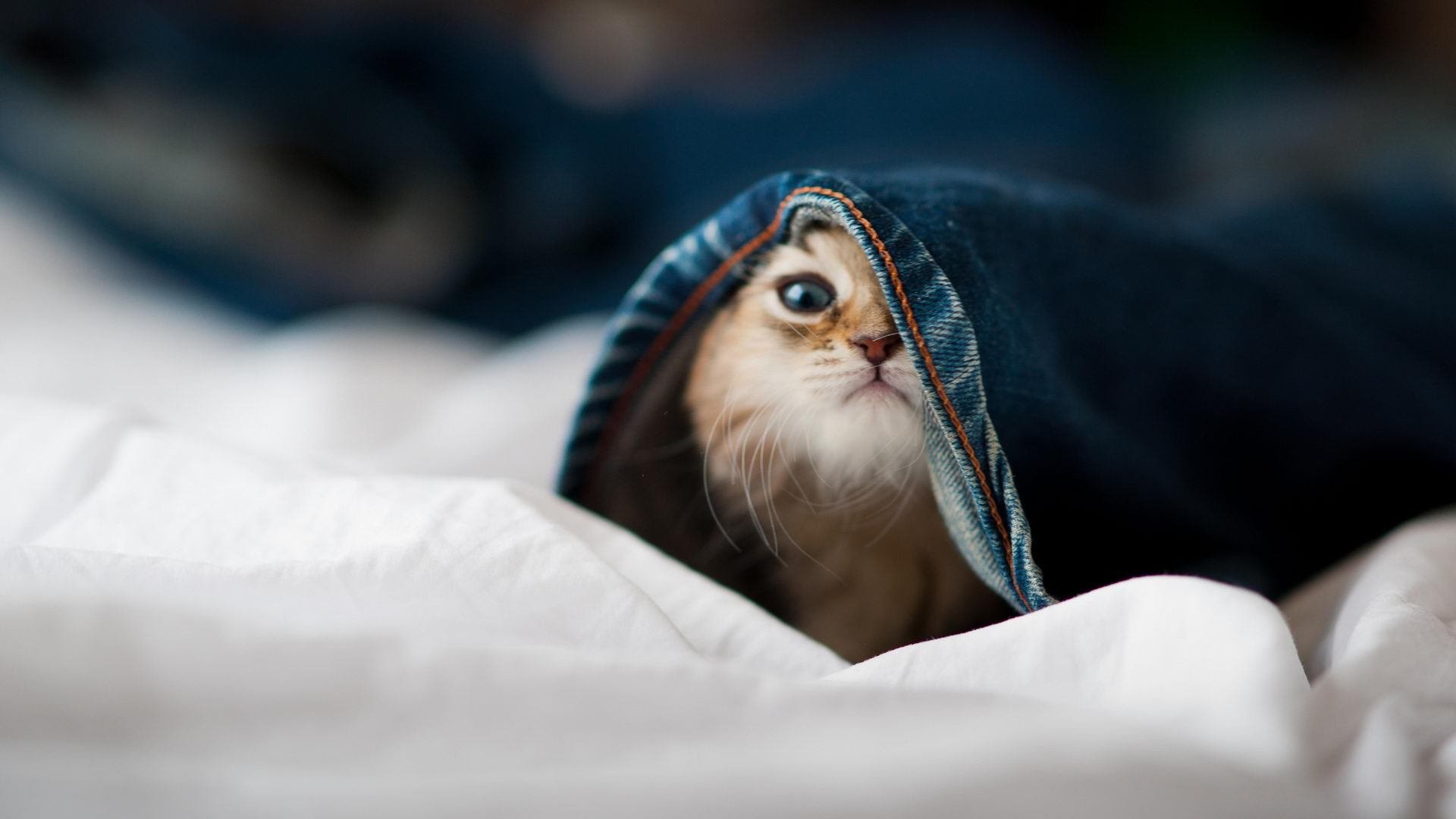 德甲争冠战之夜，武切维奇如中流砥柱，稳定输出诠释不掉线的珍贵