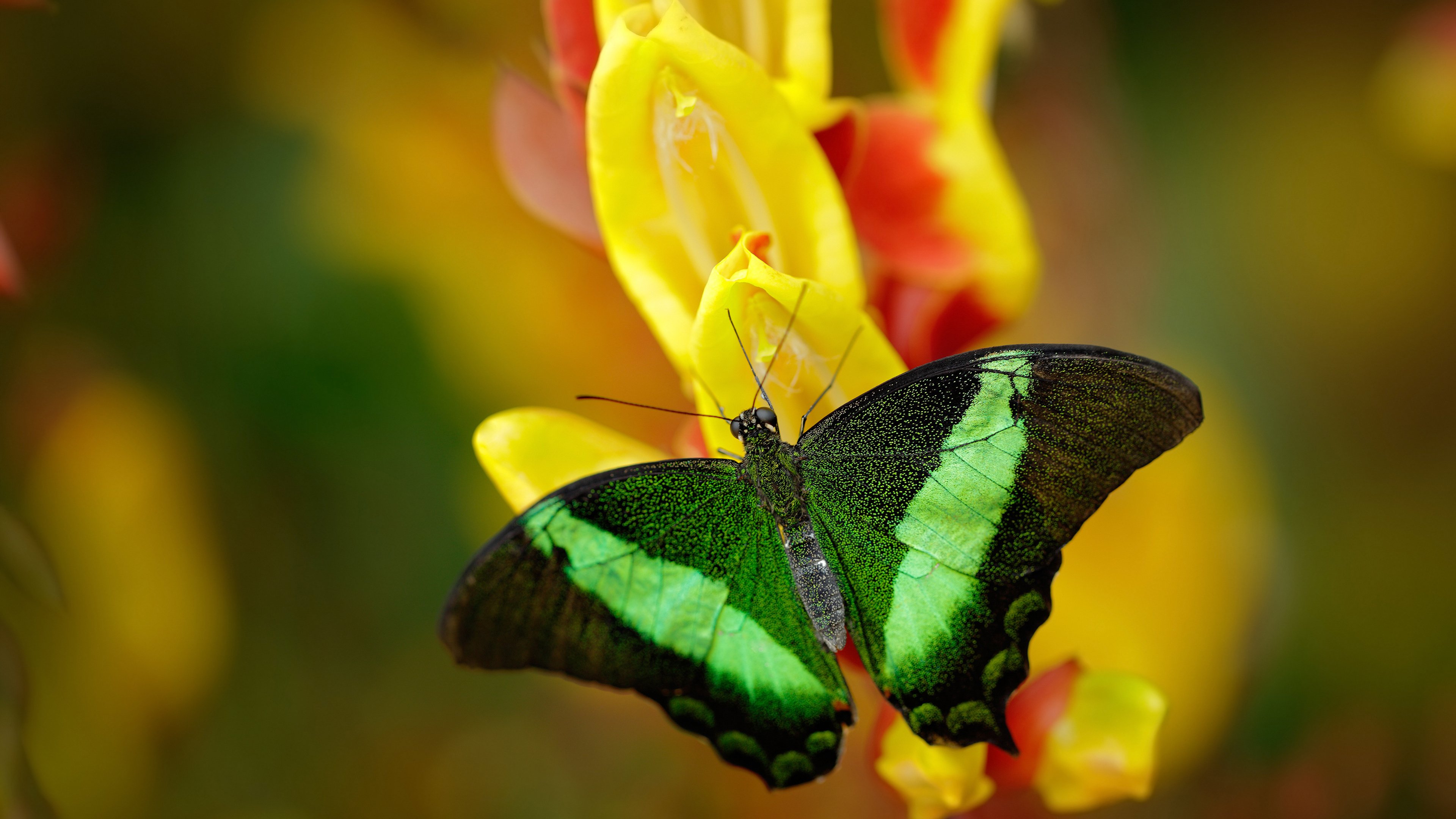 约基奇冠军级表现引领风潮，活塞跨境力克新疆队显篮球全球化