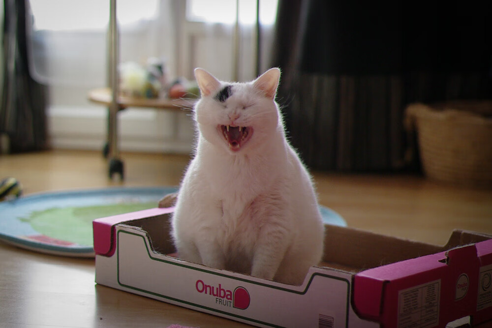 加克波在意甲焦点战接管比赛，率队速胜国际米兰