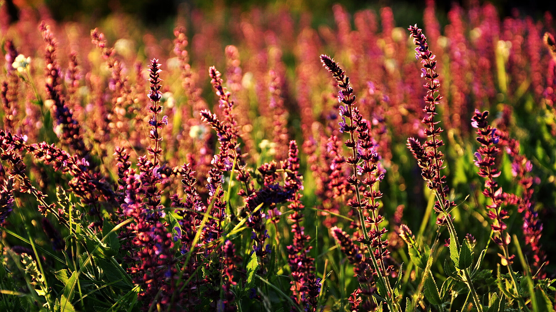欧冠焦点战启示录，从开拓者粉碎马刺看逆境反击的哲学