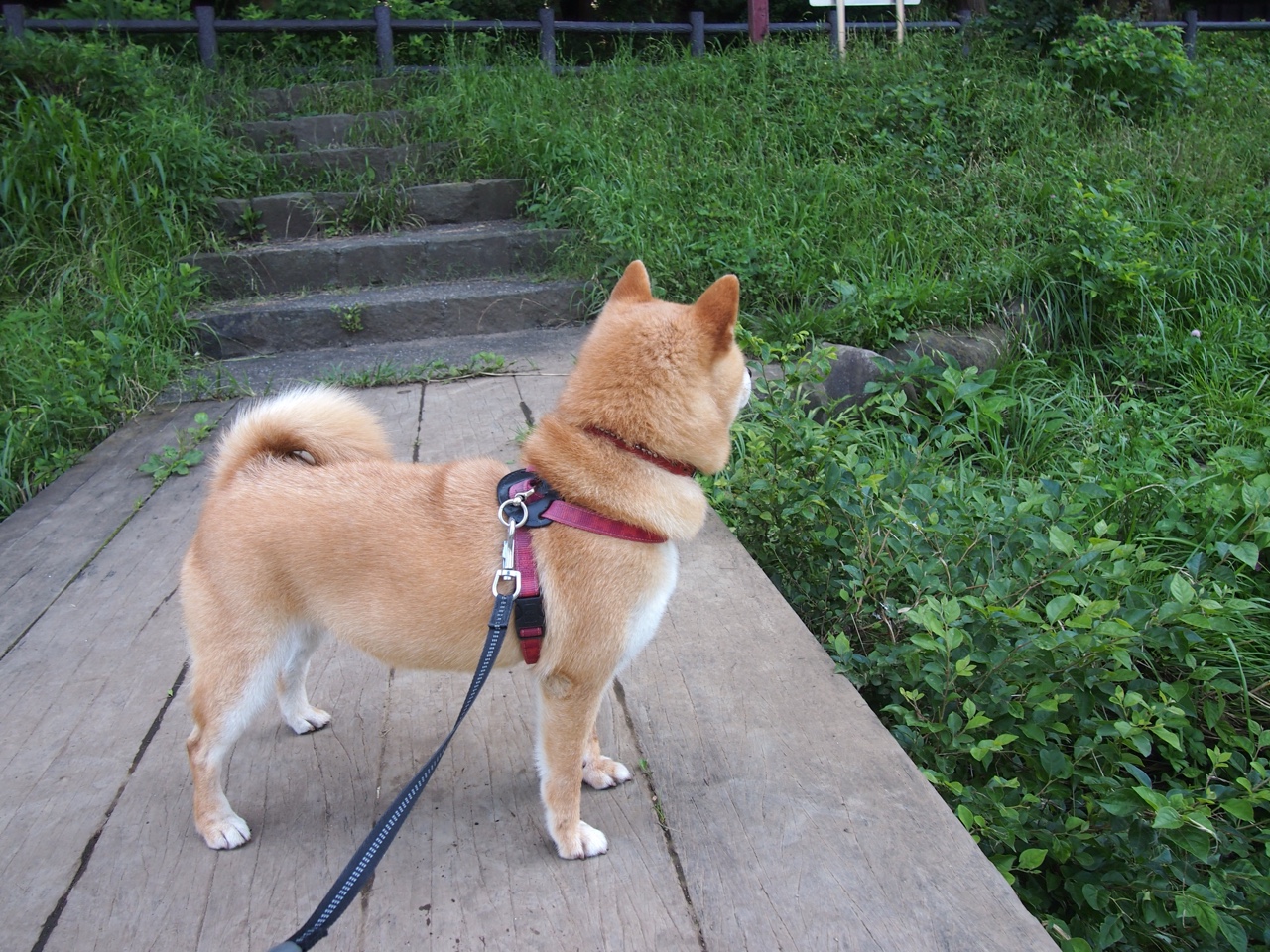 欧冠战记，厄瓜多尔奇兵奥纳纳，安菲尔德之夜个人能力完全绽放