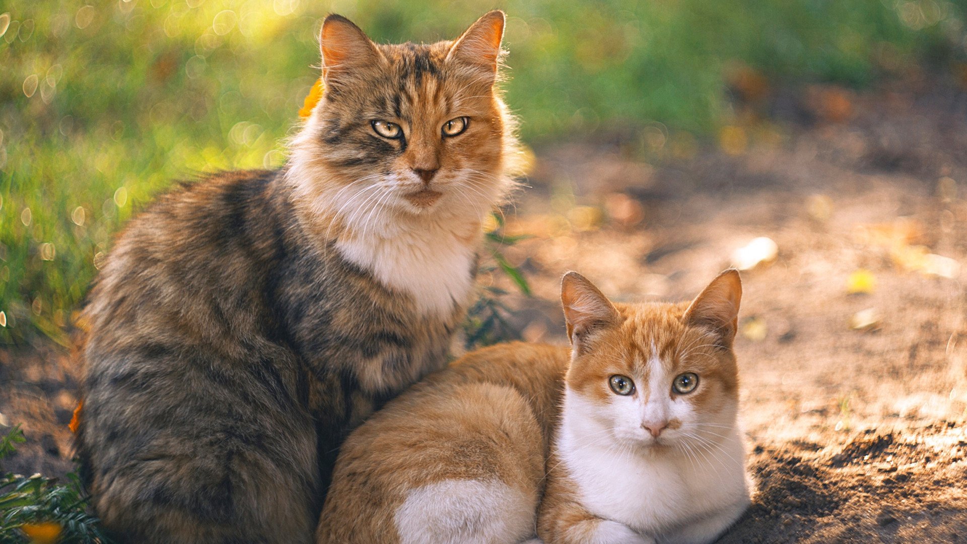 牙买加强势压制玻利维亚，穆勒关键先生铸就胜利传奇